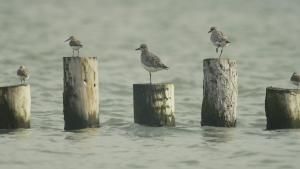 Wild Venice photo