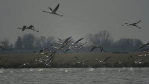 Wild Venice photo