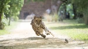 Big Cat Special photo