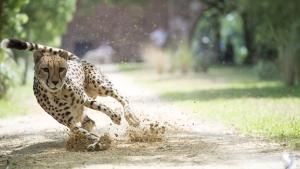 Big Cat Special photo