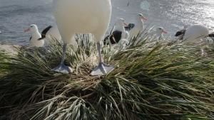 Falklands photo