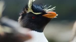 Falklands photo