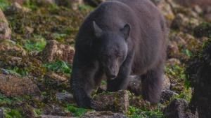 المتنزهات الوطنية الأميركية صورة