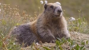 المتنزهات الوطنية الأميركية صورة