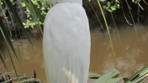 Everglades photo
