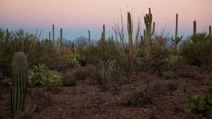 National Parks: USA photo