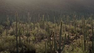 National Parks: USA photo