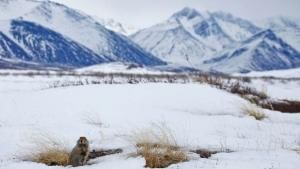 Gates of The Arctic photo