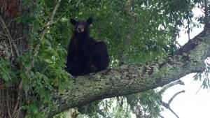 Great Smoky Mountains photo