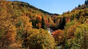 Great Smoky Mountains photo