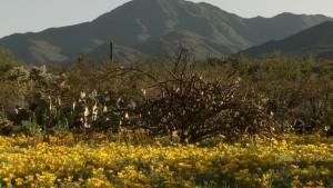 Saguaro photo