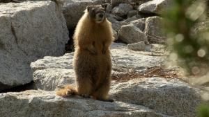 Yosemite photo