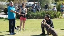 Therapy for Dogs