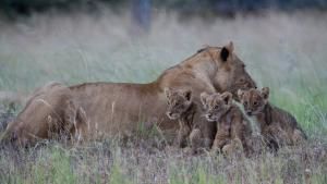 Big Cat Special photo