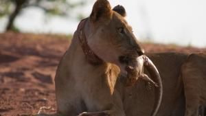 Big Cat Special photo