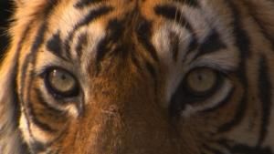 Big Cat Special photo