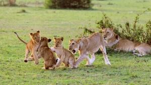 Pride: Rulers At Risk photo