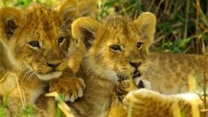 Pride: Rulers At Risk photo