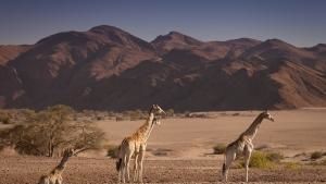 Vanishing King: Desert Lions Of Namib photo