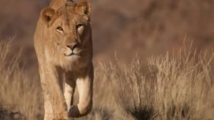 Vanishing King: Desert Lions Of Namib photo