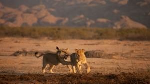 Vanishing King: Desert Lions Of Namib photo