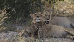 Savage Kingdom photo