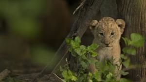 Savage Kingdom photo