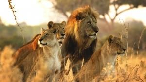 Savage Kingdom photo