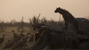 Savage Kingdom photo