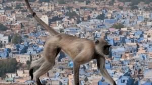 السهول الهندية العظيمة صورة