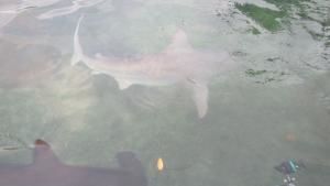 When Sharks Attack photo