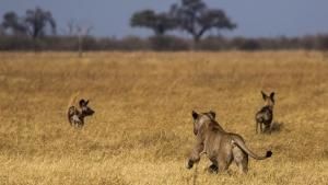 Savage Kingdom: Uprising photo