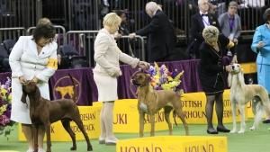 Hounds photo