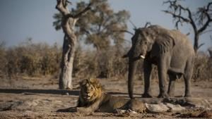 Botswana: Battle for the Pride photo