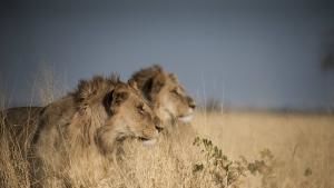Botswana: Battle for the Pride photo