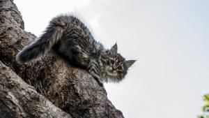 Soul of the Cat photo