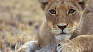 Storm Cats photo