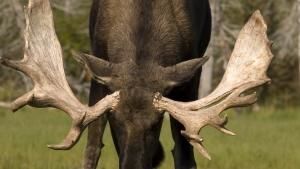 Wild 24 photo