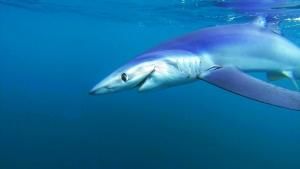 Bluefin Catch photo