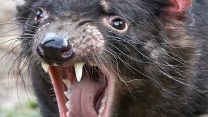 Animal Fight Night photo