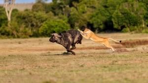 Animal Fight Night photo