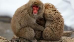 Animal Fight Night photo