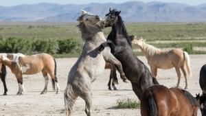 Animal Fight Night photo