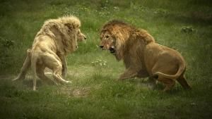 Animal Fight Night photo
