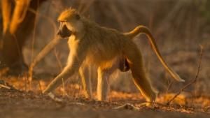 Trials of the Wild photo