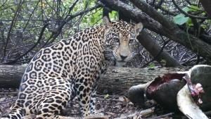 Jaguar Beach Battle photo