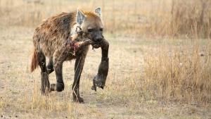 Animal Fight Night photo