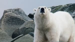 Wild Arctic photo
