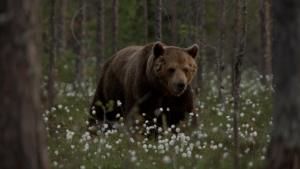 Wild Arctic photo