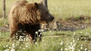 Wild Arctic photo